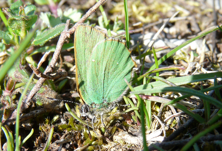 Callophrys rubi? Si